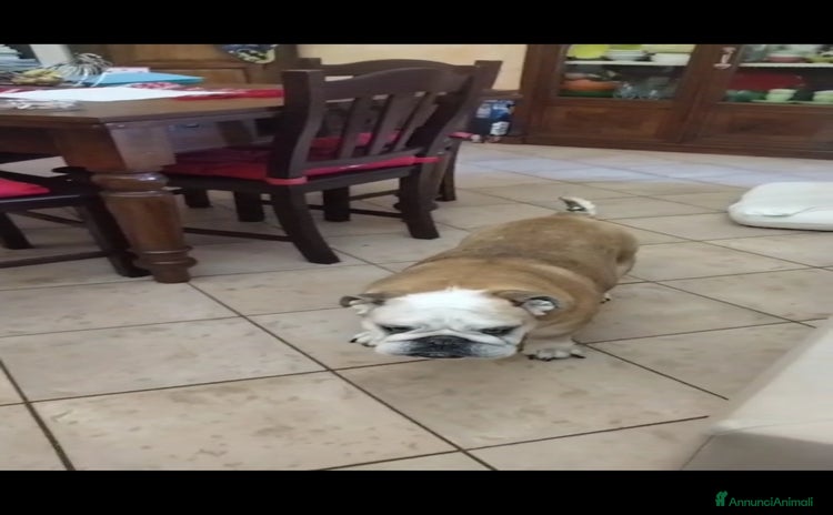 Bulldog cani a Città metropolitana di Roma Capitale - Annuncio 1