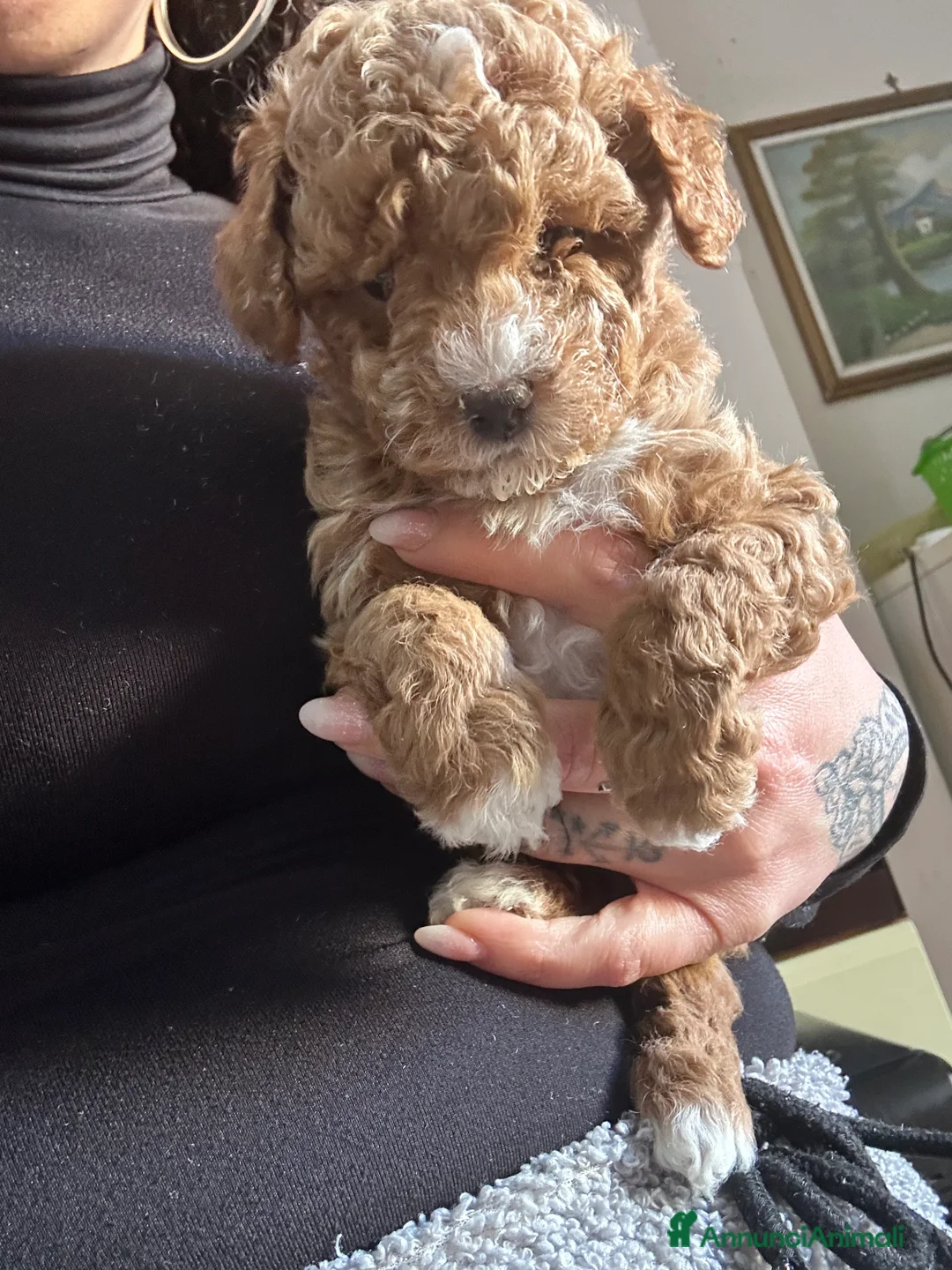 Barboncino Toy cani in vendita: Barboncini toy - Annuncio 9