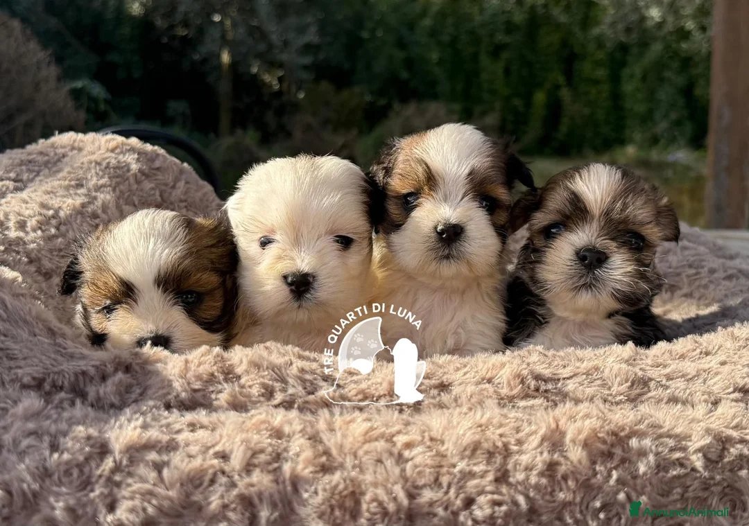 Maltipoo cani in vendita: Maltipoo Barboncino Lhasa Apso Tre Quarti di Luna - Annuncio 2