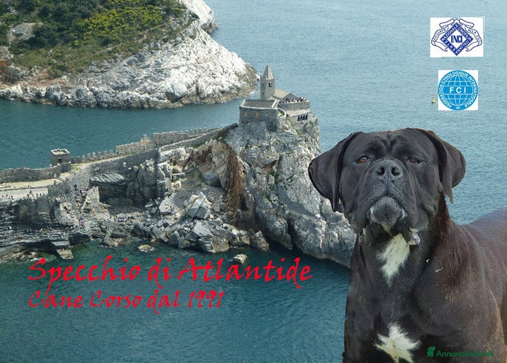 Immagine della galleria {{count}}