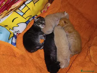 Altre razze gatti CUCCIOLI CERCANO CASA E AMORE - Annuncio 3