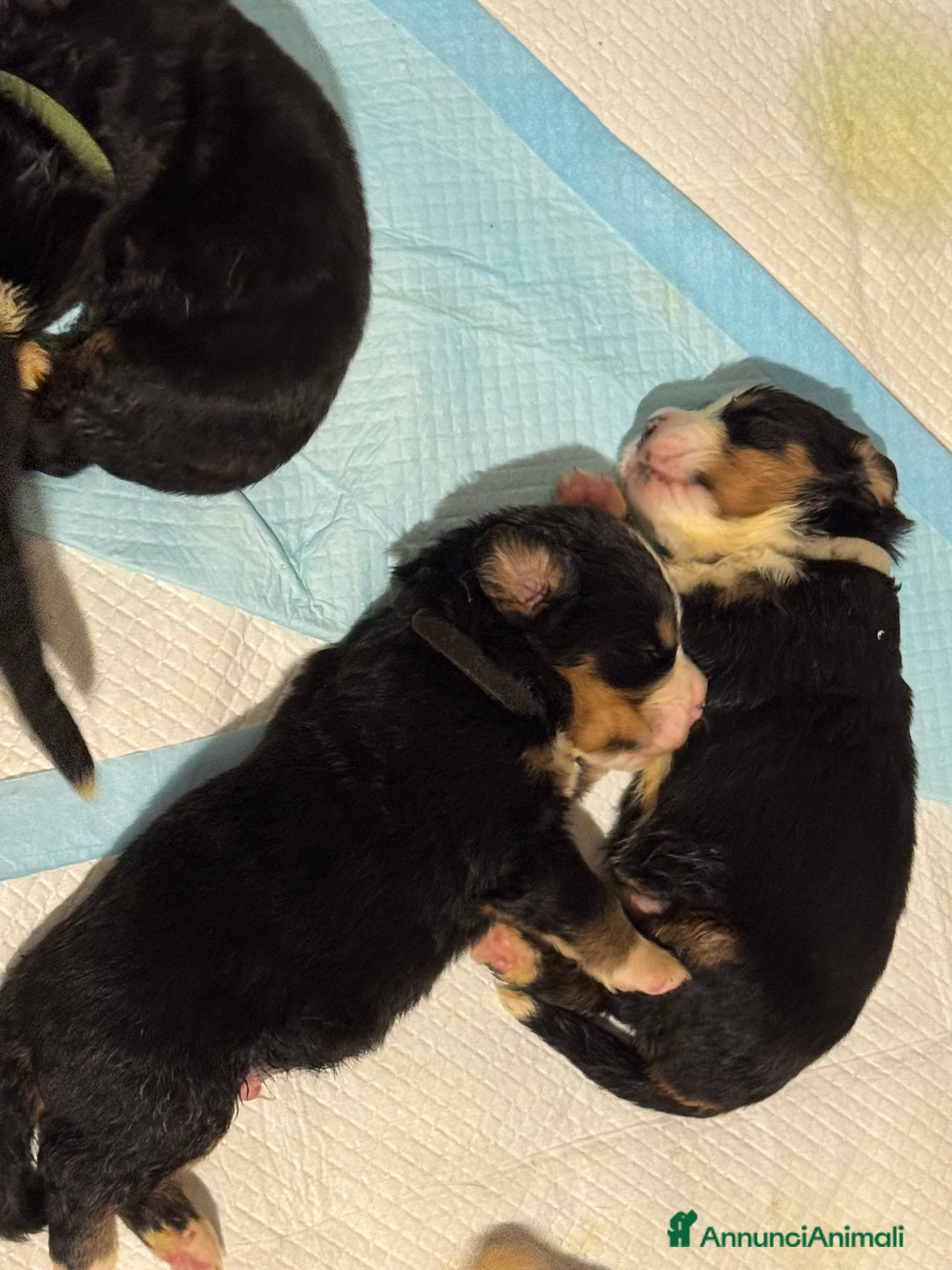 Bovaro del Bernese cani in vendita: Bovaro del Bernese cuccioli  a Provincia di Parma - Immagine 5
