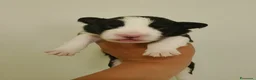 Border Collie cani in vendita:  Border collie Litter k 2026 - Annuncio 7