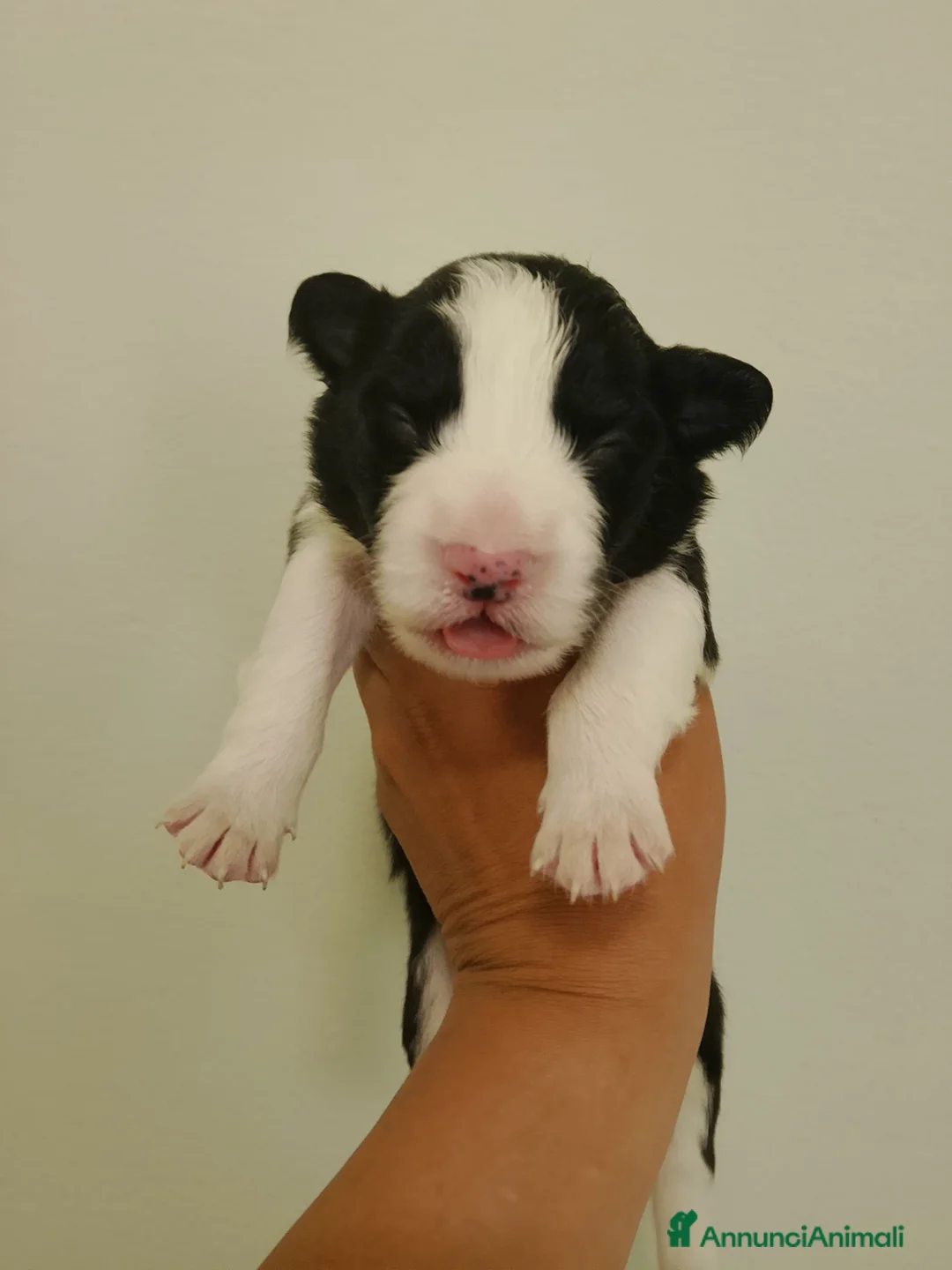 Border Collie cani in vendita:  Border collie Litter k 2026 - Annuncio 7