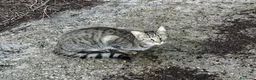 Meticcio gatti in regalo: Gatte randagie in adozione - Annuncio 1