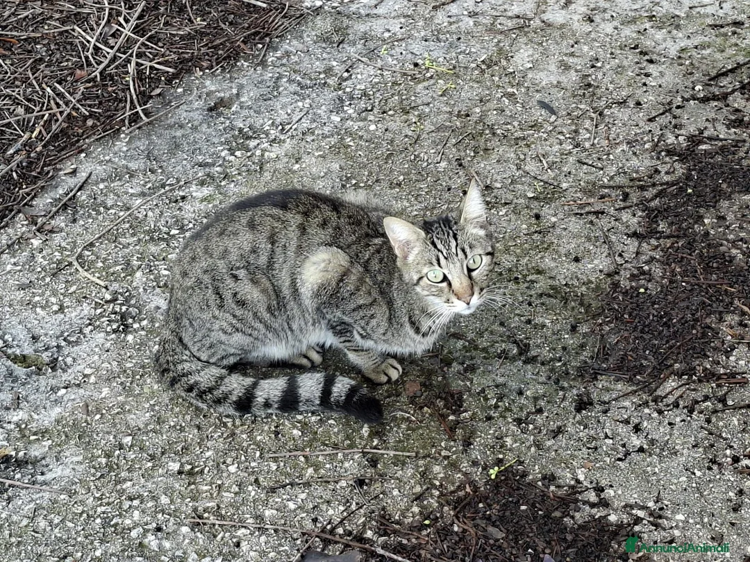 Meticcio gatti in regalo: Gatte randagie in adozione - Annuncio 1