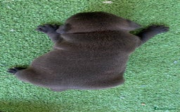 Staffordshire cani in vendita: Cuccioli di Staffordshire Bull Terrier a Città Metropolitana di Cagliari - Immagine 4