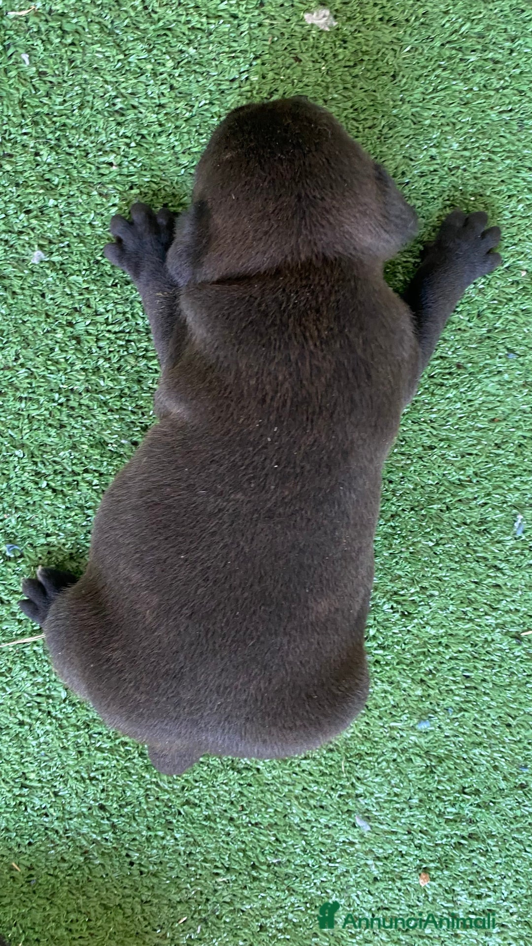 Staffordshire cani in vendita: Cuccioli di Staffordshire Bull Terrier a Città Metropolitana di Cagliari - Immagine 4
