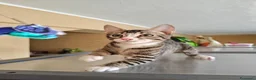 Meticcio gatti in regalo: GATTINI TIGRATI - Annuncio 5