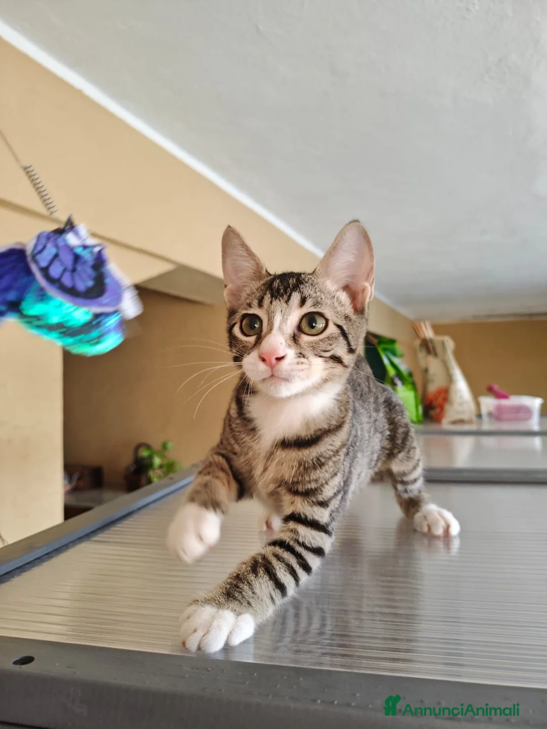 Meticcio gatti in regalo: GATTINI TIGRATI - Annuncio 5