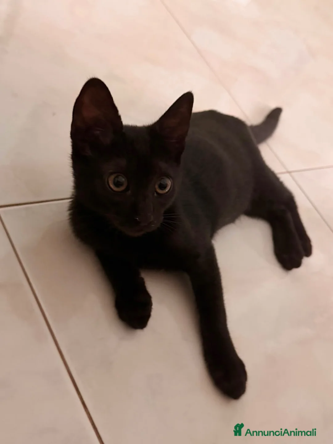 Europeo gatti in regalo: Zorro bellissimo micino nero - Annuncio 2