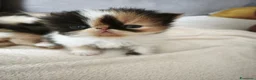Persiano gatti in vendita: Gattini persiani  - Annuncio 4