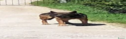 Pastore Tedesco cani in regalo: PETRA simil pastore Tedesco grigio - Annuncio 4