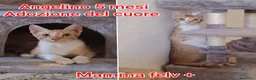 Meticcio gatti in regalo: TANTI MICINI SOLI  a Provincia di Vicenza - Annuncio 9