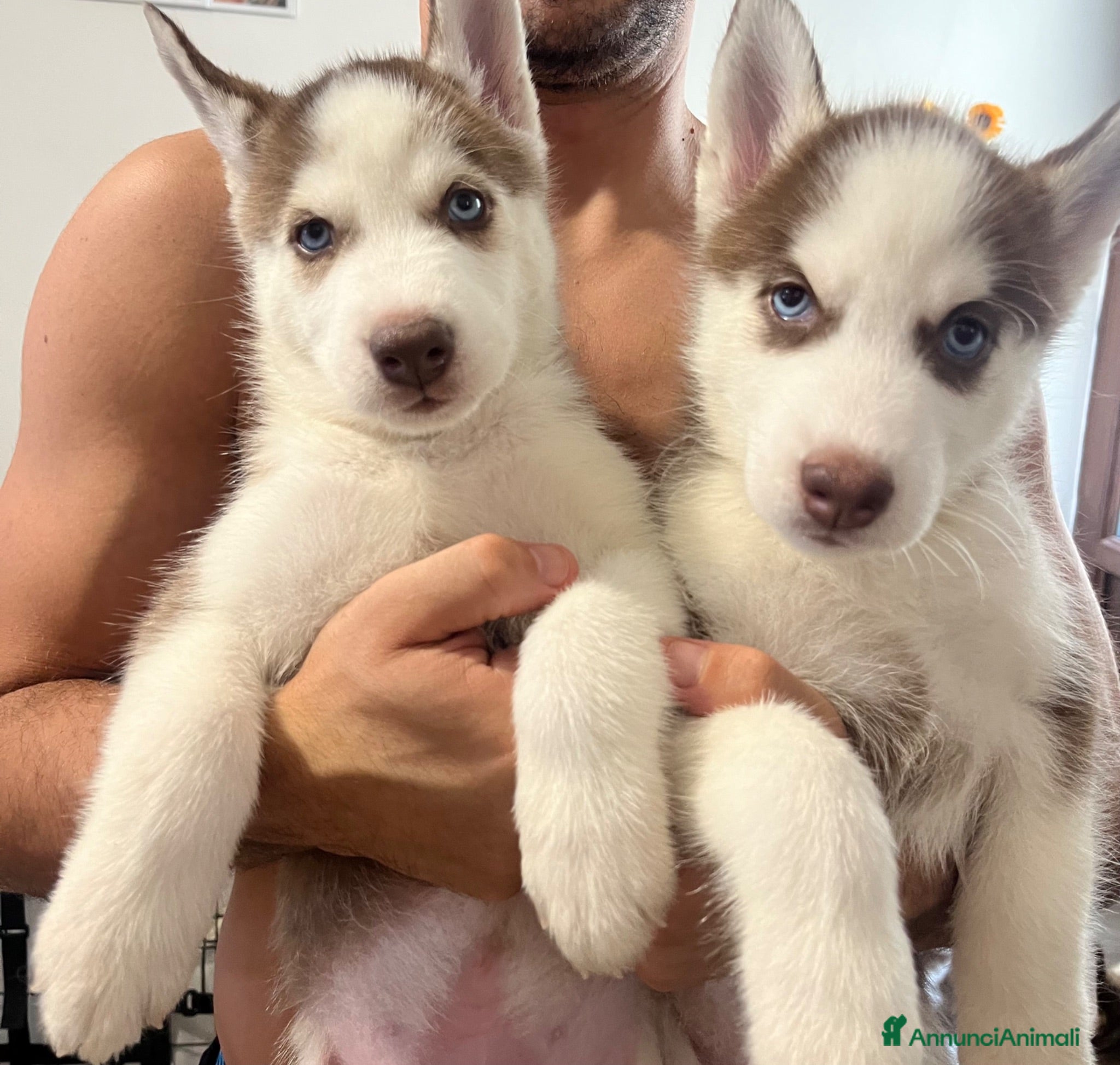 Husky cani Cuccioli di Siberian husky - Annuncio 1