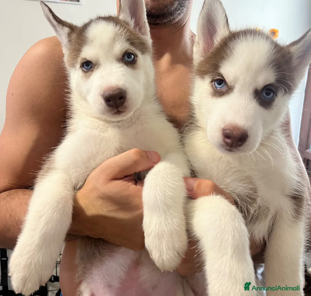Husky cani in vendita: Cuccioli di Siberian husky - Annuncio 1
