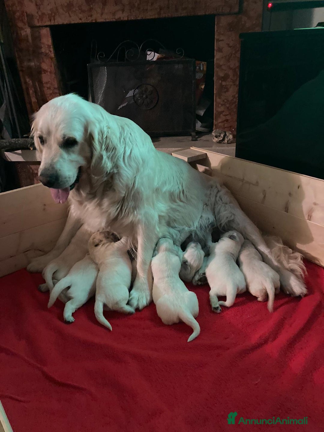 Golden Retriever cani in vendita: CUCCIOLI DI GOLDEN RETRIEVER CON PEDIGREE - Annuncio 10