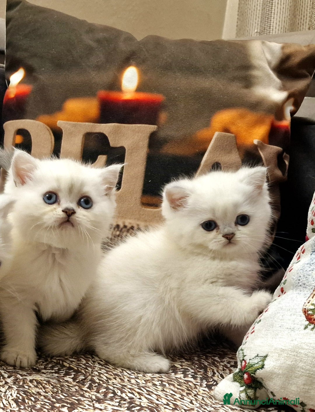 British gatti in vendita: British shorthair e longhair  a Provincia di Monza e della Brianza - Annuncio 6