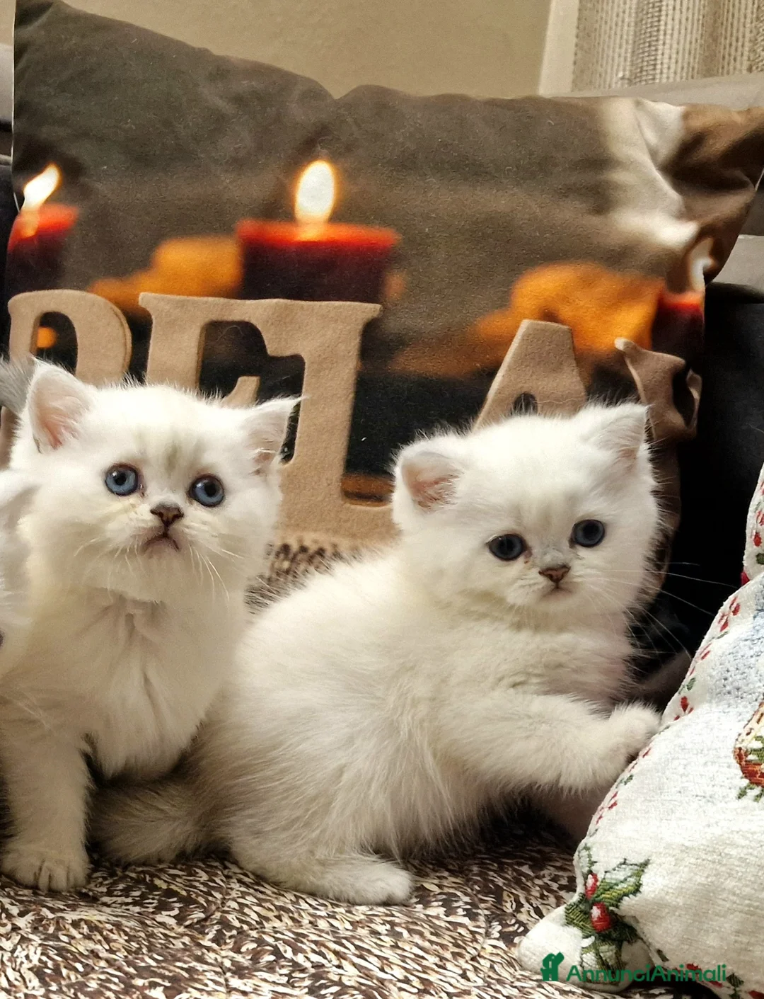 British gatti in vendita: British shorthair e longhair  a Provincia di Monza e della Brianza - Annuncio 5