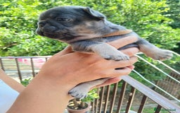 Bulldog Francese cani in vendita: cuccioli bulldog francese a Provincia di Avellino - Immagine 4