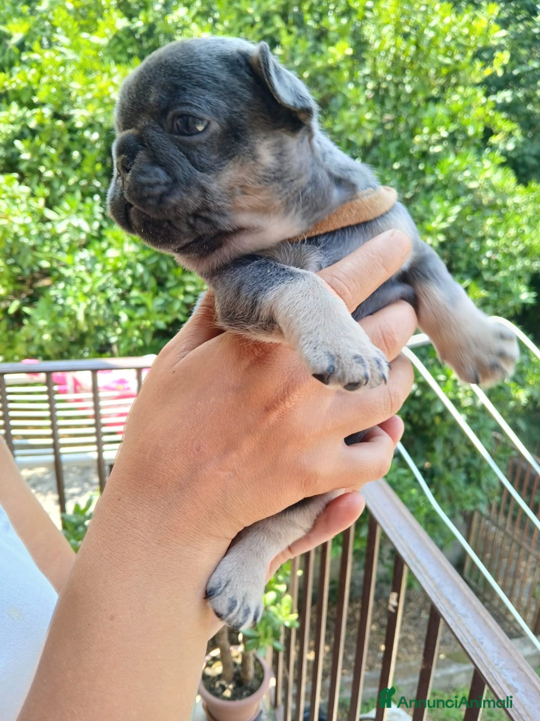 Bulldog Francese cani in vendita: cuccioli bulldog francese a Provincia di Avellino - Immagine 4