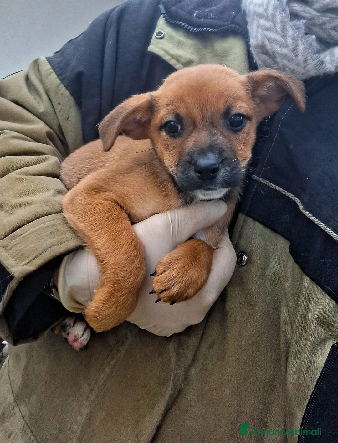 Meticcio cani in regalo: BALLERINA 🩷 - cucciola che ti rapisce il cuore! - Annuncio 3