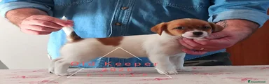 Jack Russell Cucciolo 5