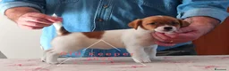 Jack Russell cani in vendita: Cucciolata Jack Russelle Terrier con Pedigree - Annuncio 16