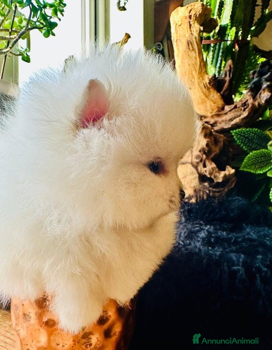Volpino Pomerania cani in vendita: Cuccioli di Pomerania - Annuncio 10