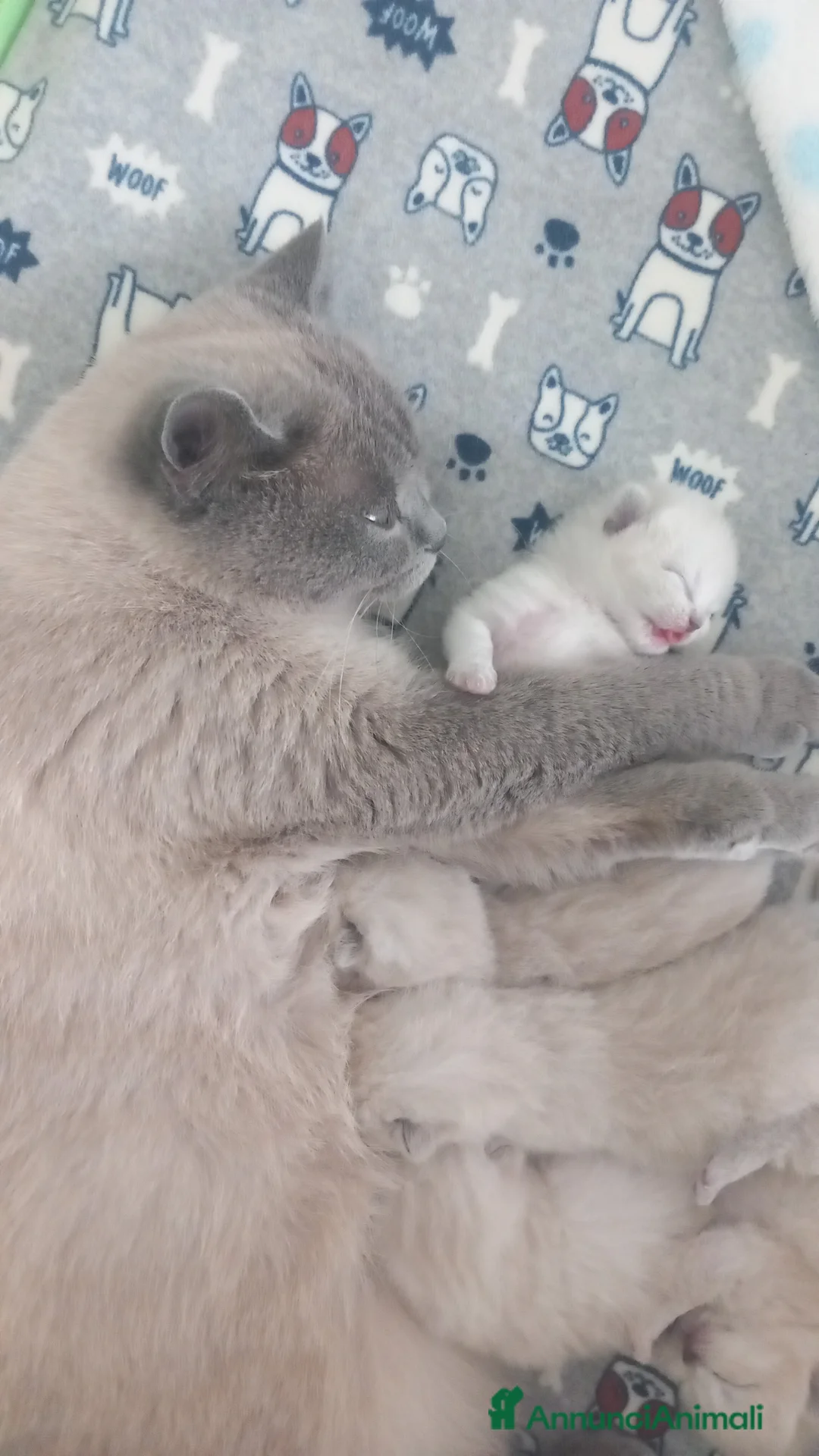 Scottish gatti in vendita: Cuccioli scottish fold e straight  - Annuncio 3