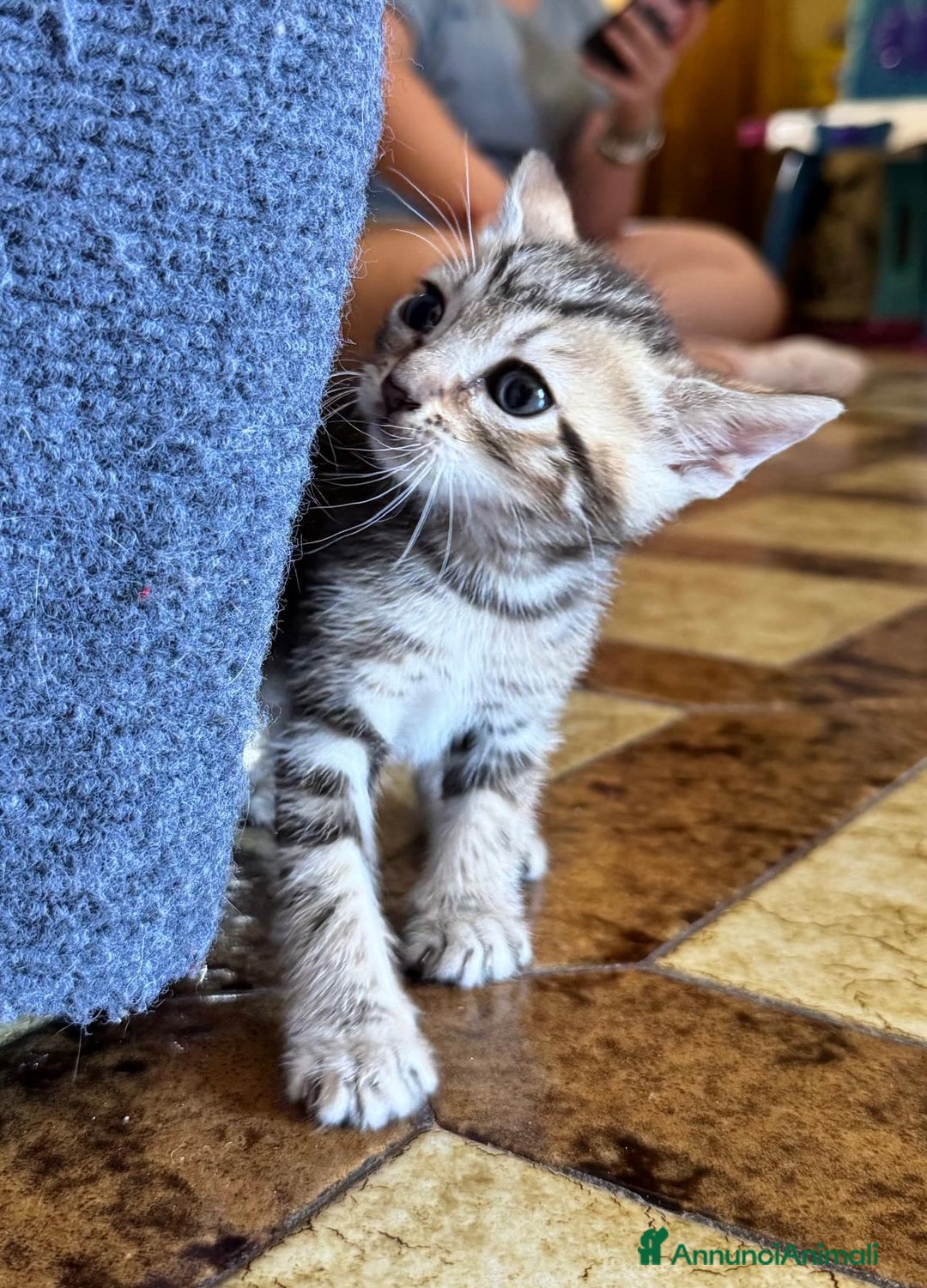 Meticcio gatti in regalo: Gattini di 2 mesi brescia a Provincia di Brescia - Immagine 1