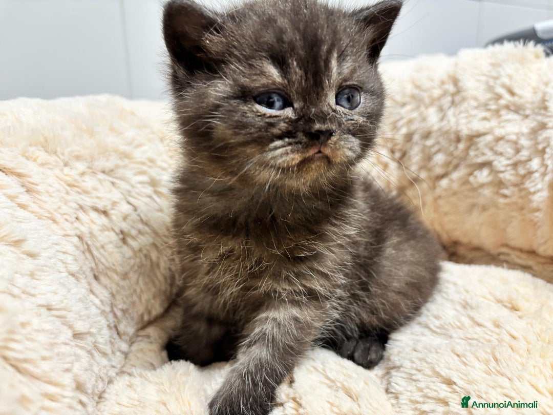 British gatti in vendita: British shorthair  a Provincia di Lodi - Immagine 5
