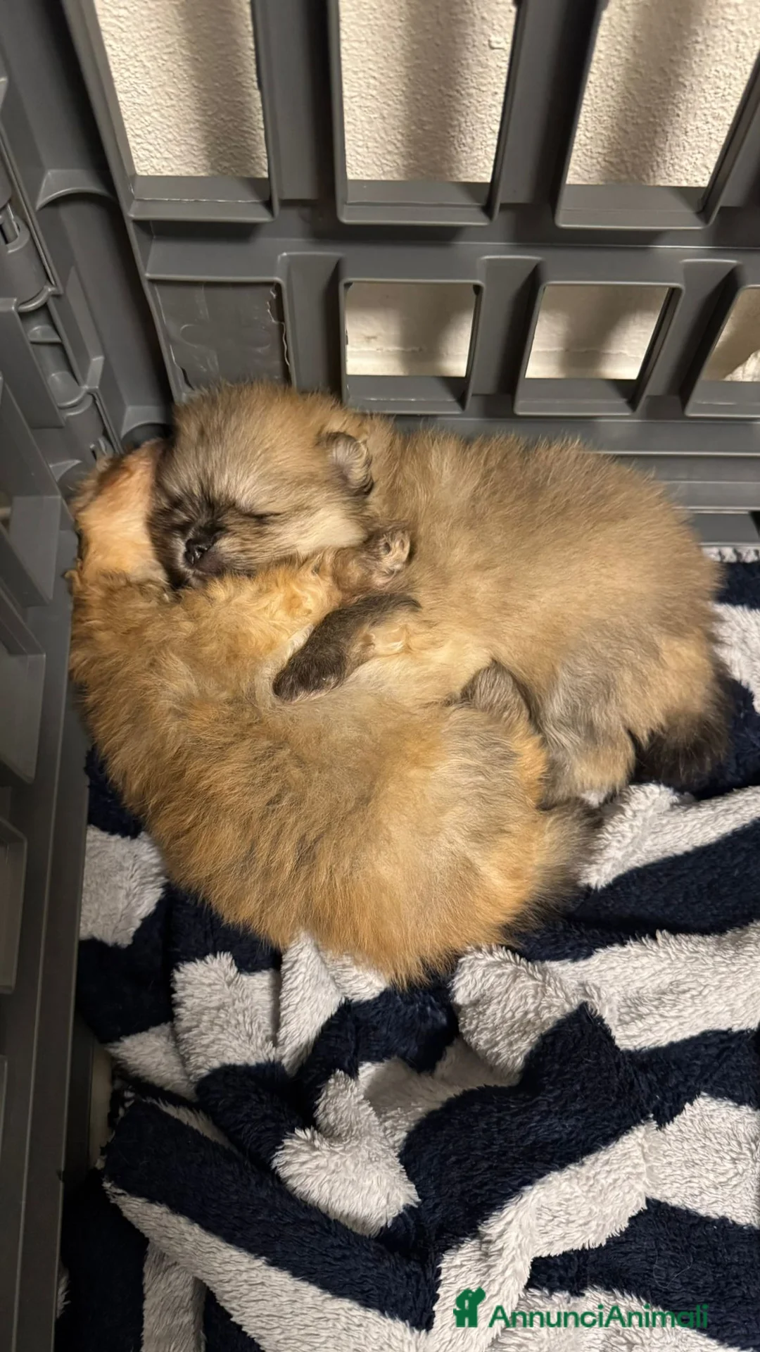 Volpino Pomerania cani in vendita: Spitz di pomerania tedesco nano  a Provincia di Oristano - Annuncio 2