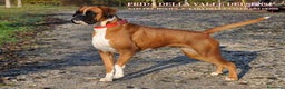 Boxer cani in vendita: BOXER CUCCIOLI DISPONIBILI - Annuncio 24