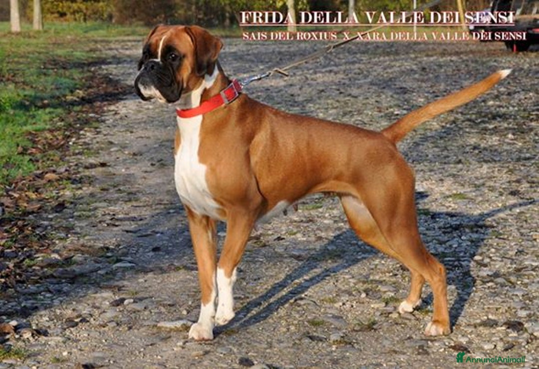 Boxer cani in vendita: BOXER CUCCIOLI DISPONIBILI - Annuncio 24