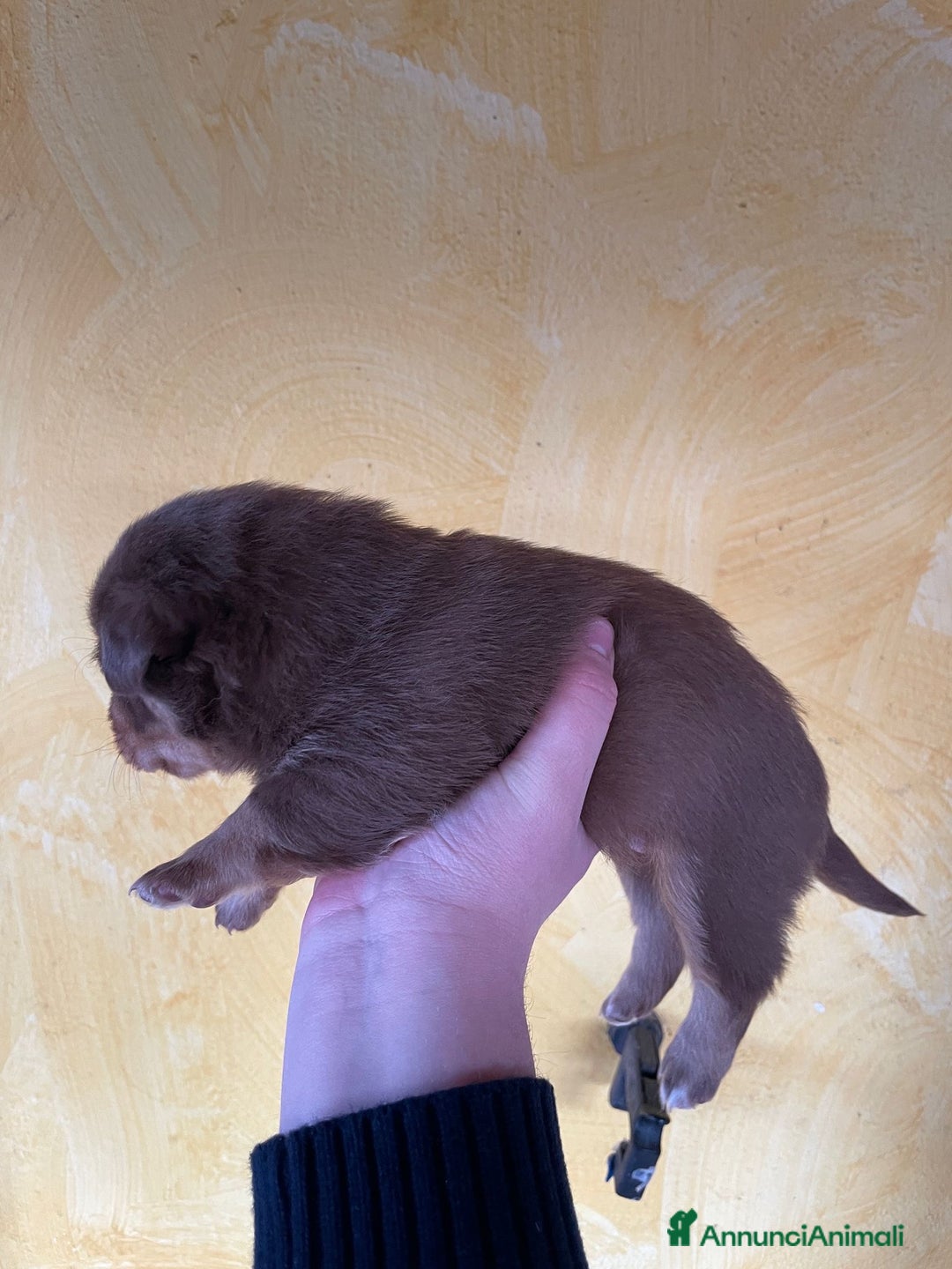 Volpino Italiano cani in regalo: Cuccioli di meticcio (simil volpino italiano) - Annuncio 12