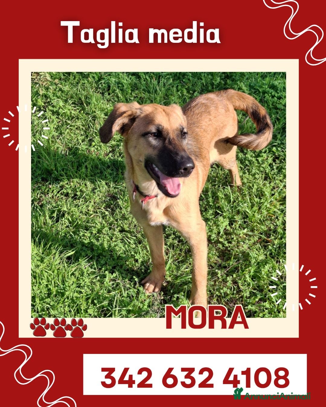 Meticcio cani in regalo: MORA 🩷 -cucciola stupenda; nessuno chiama per lei - Annuncio 2