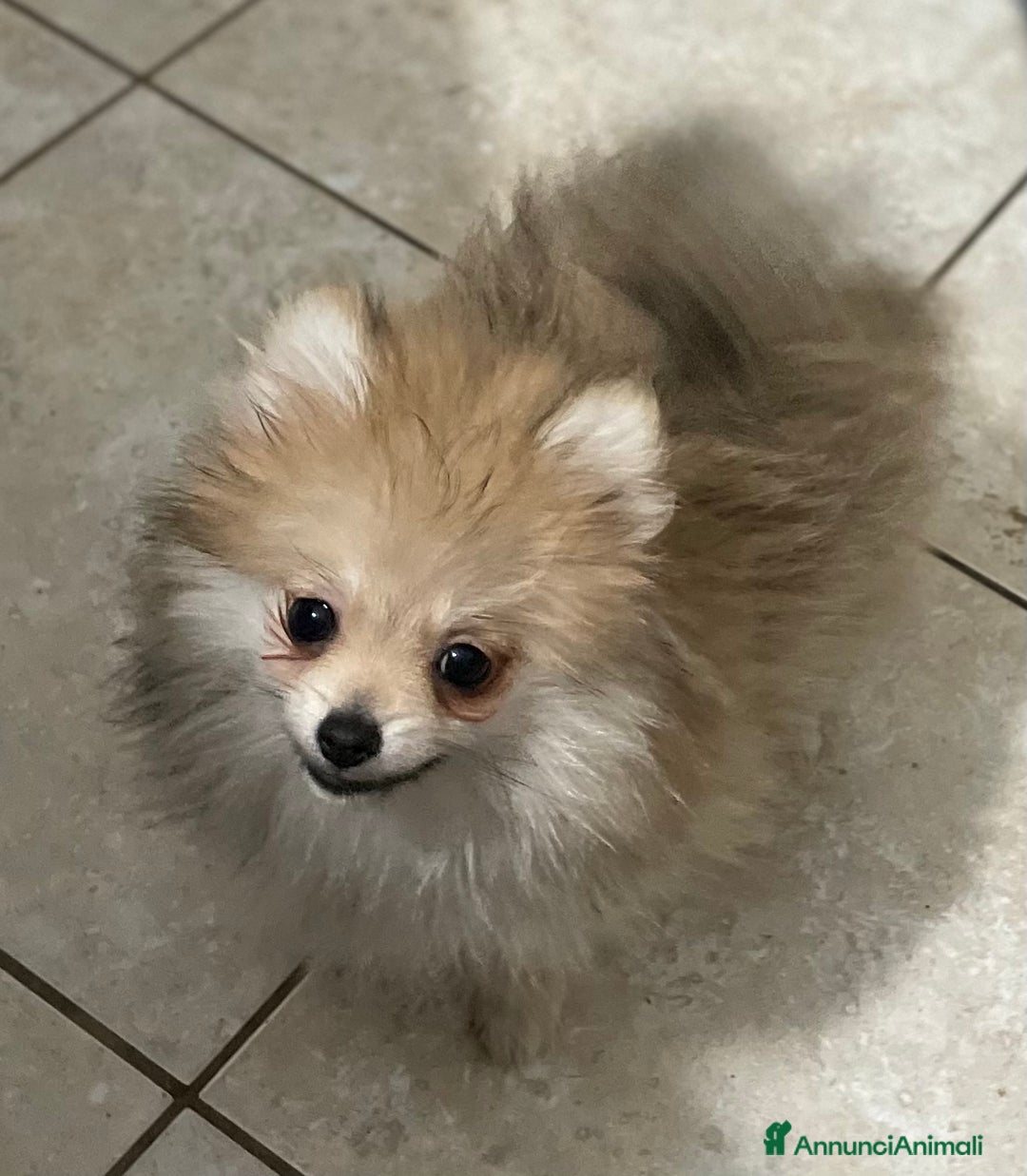 Volpino Pomerania cani in vendita: Spitz nano femmina - Annuncio 6