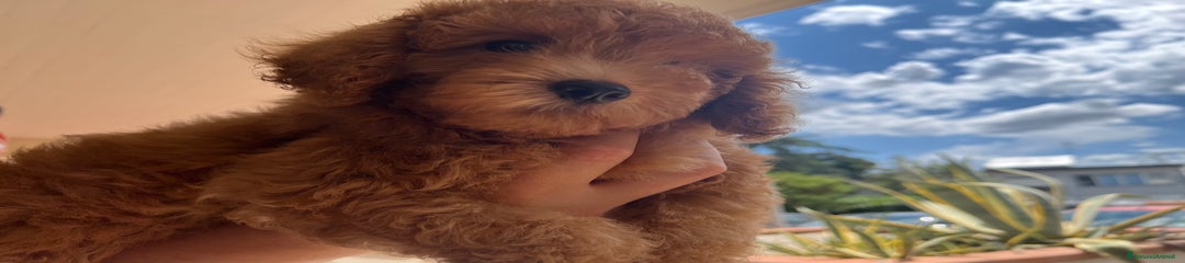 Barboncino Cucciolo 1