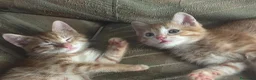 Europeo gatti in regalo: Dono gattini rossi a Provincia di Salerno - Annuncio 13