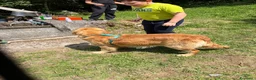 Golden Retriever cani in vendita: Cuccioli di golden Retriever  - Annuncio 20