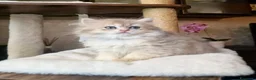 British gatti in vendita: British Longhair maschio Blue Golden Shell  - Annuncio 3
