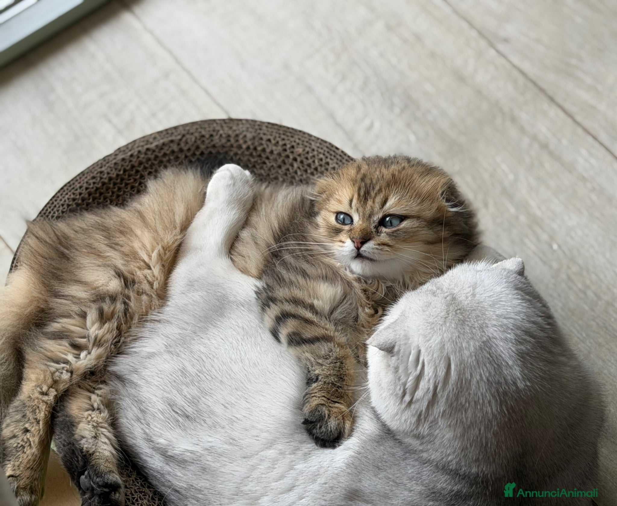 Scottish gatti Scottish Straight & Fold  - Annuncio 2