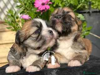 Maltipoo cani Lhasa Apso Maltipoo Barboncino Tre Quarti di Luna - Annuncio 3