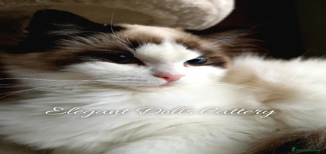 Immagine della galleria {{count}}
