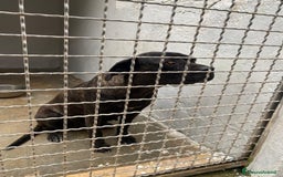 Cane Corso cani in regalo: Corso femmina triste in canile da molto.PUGLIA SOS a Città metropolitana di Milano - Immagine 4