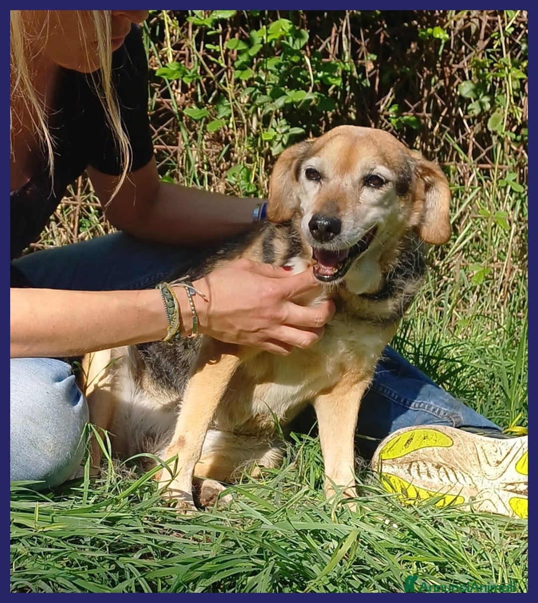 Meticcio cani in regalo: NONNA POLENTA, TUTTA LA VITA IN CANILE, OGGI SOGNA a Città metropolitana di Milano - Annuncio 13