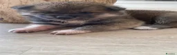 Akita Inu cani in vendita: cucccioli - Annuncio 5