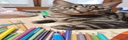 Meticcio gatti in regalo: Coco - bellissimo gatto tigrato a Città Metropolitana di Venezia - Annuncio 2