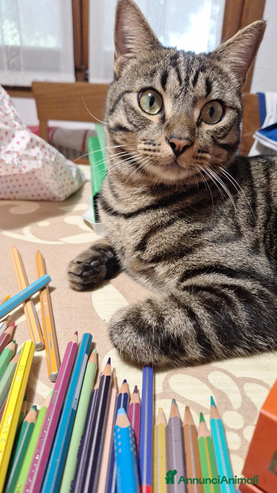 Meticcio gatti in regalo: Coco - bellissimo gatto tigrato a Città Metropolitana di Venezia - Annuncio 2